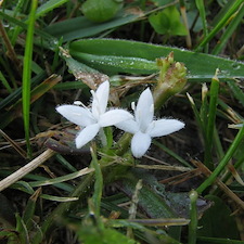 Weeds-Grassy-vs-Broadleaf 1